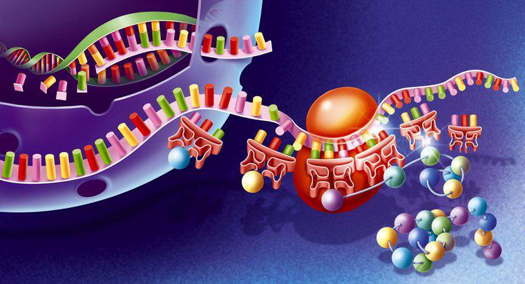 Co to jest synteza białek?