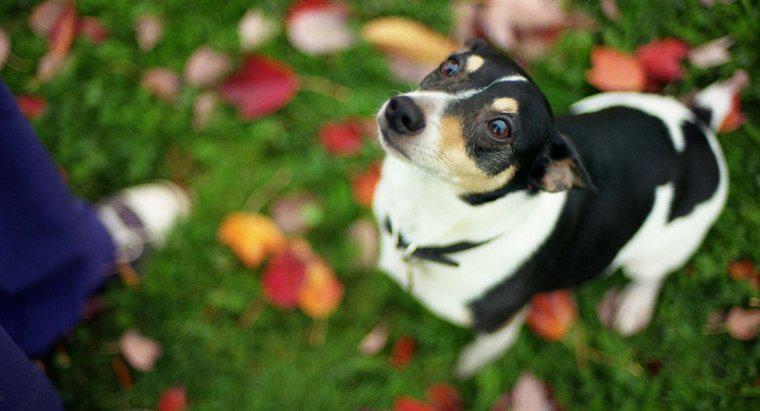 Jak odróżnić Toy Terrier od Chihuahua?