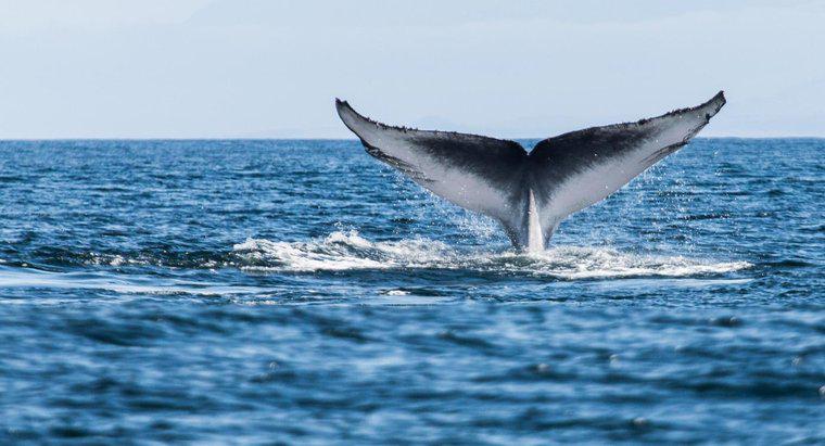 Jak długo mają wieloryby na Ziemi?