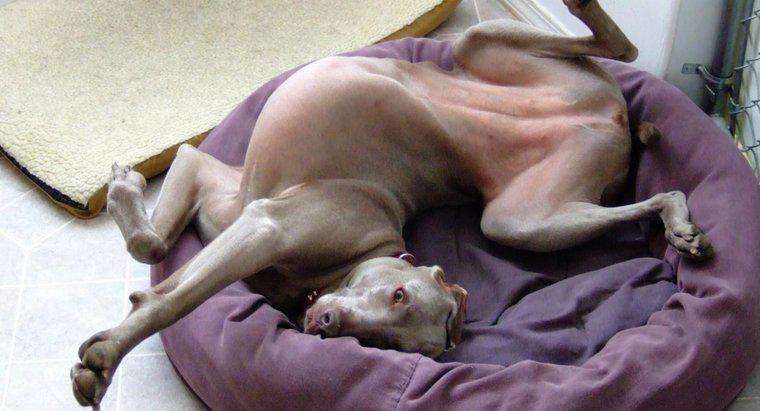 Dlaczego psy drapią swoje łóżka przed położeniem się?