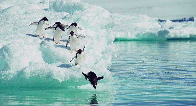 Jakie zwierzęta spożywają pingwiny?