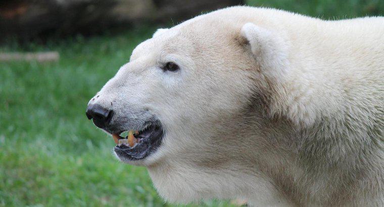 Jak długo żyją niedźwiedzie polarne?