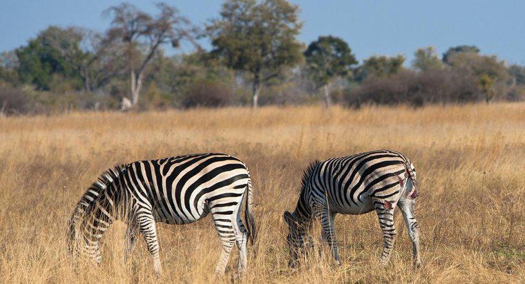 Co to jest nisza afrykańskiej zebry?