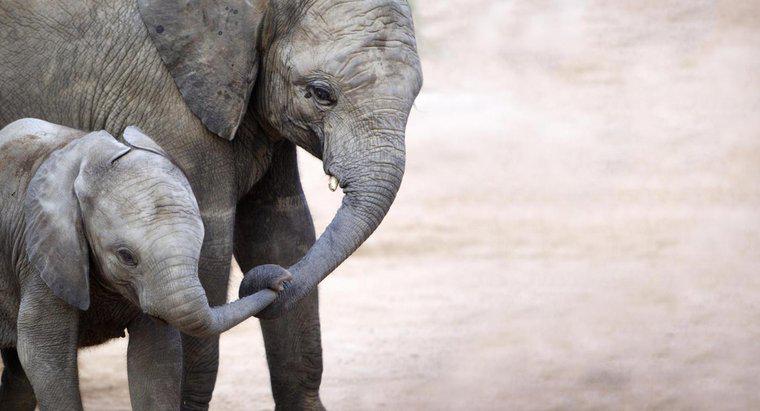 Ile słoniątka waży po urodzeniu?
