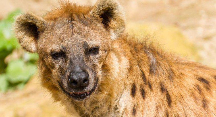 Czy lwy jedzą hieny?