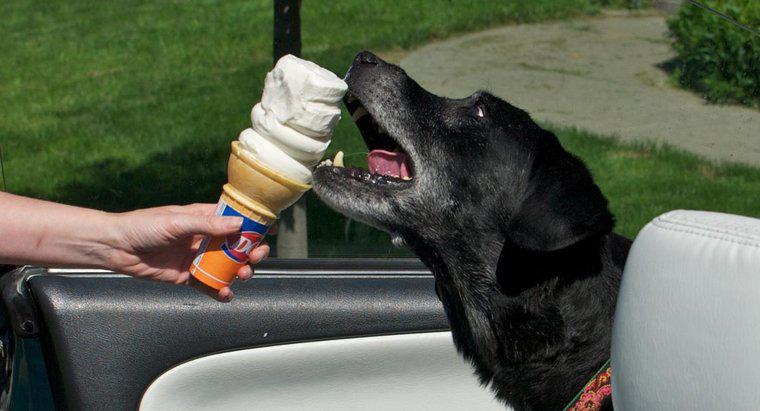 Czy psy mogą jeść lody?