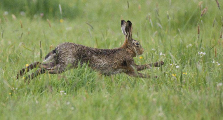 Jakie są naturalne drapieżniki królika?