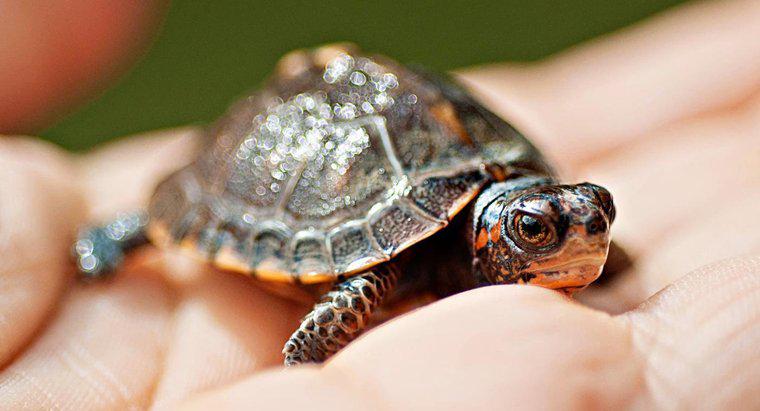 Jakie jest symboliczne znaczenie żółwia?