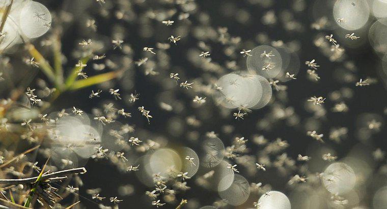 Jak zrobić domowe pułapki na komary?