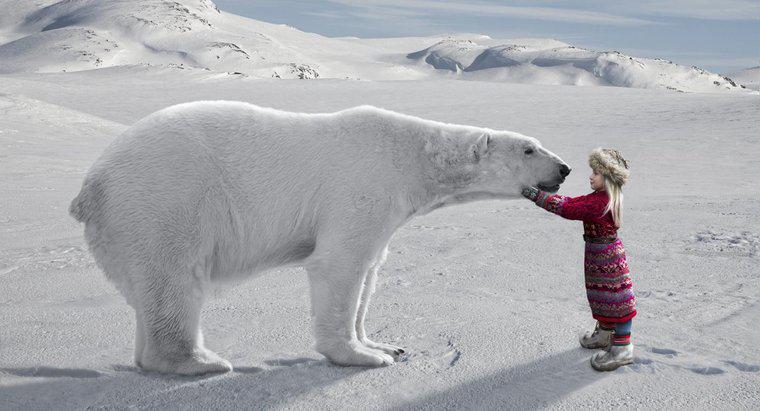 Jakie są interesujące informacje o Arktyce dla dzieci?