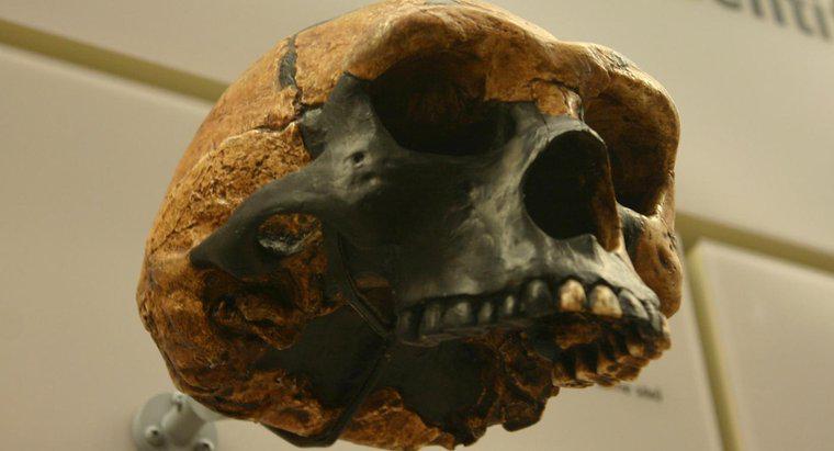 Jakie są główne różnice między Homo Erectus i Australopithecus?
