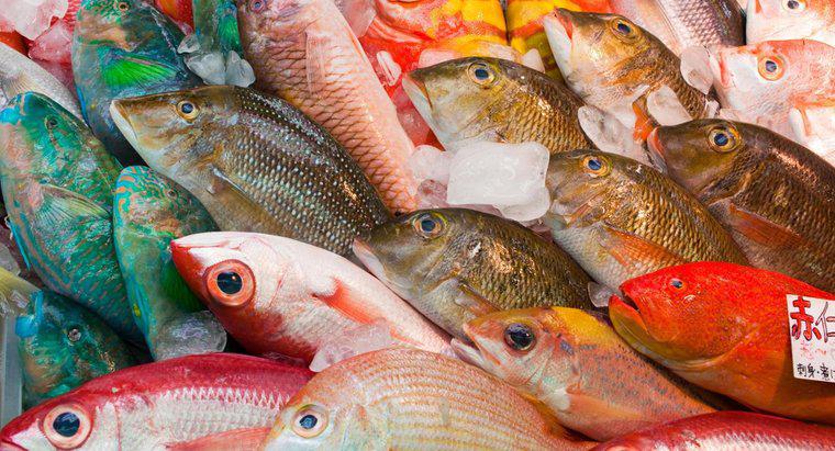 Jaka jest najlepiej spożyta ryba na świecie?