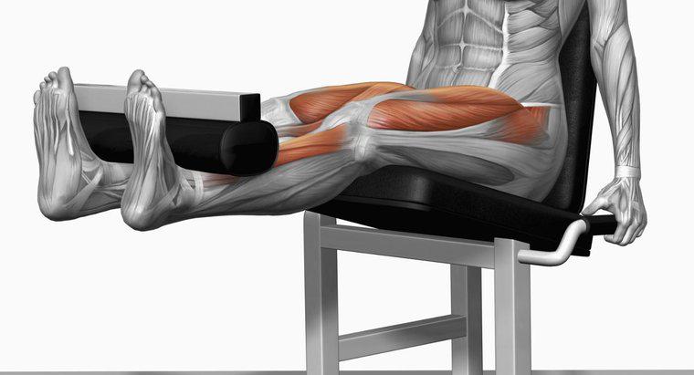Jakie mięśnie są używane w rozszerzeniach nóg?