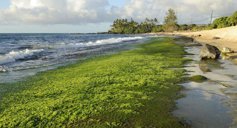 Jak powstają algi?