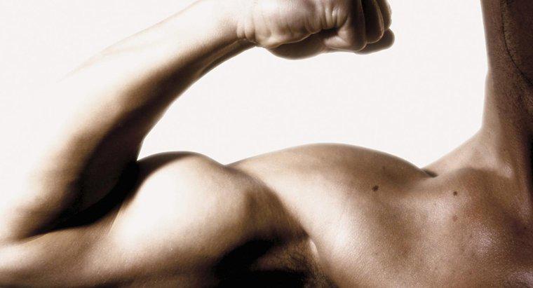 Jakie są objawy podartego mięśnia bicepsa?