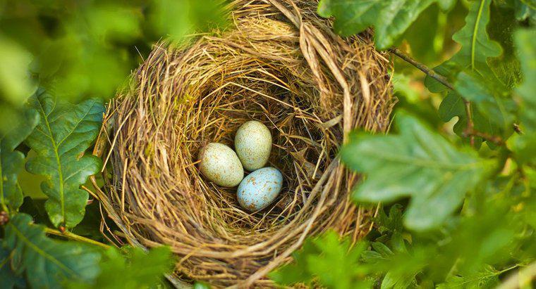 Co ptak kładzie najmniejsze jajko?