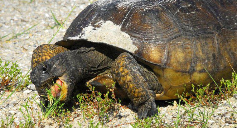 Jak długo może żyć żółw bez jedzenia?