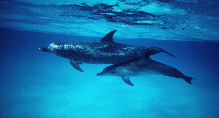 Jakie są wezwane delfiny dla dzieci?