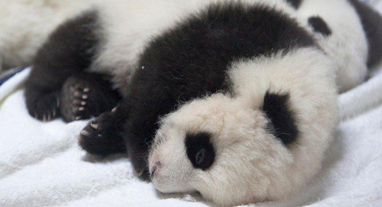 Ile waży noworodek Panda?
