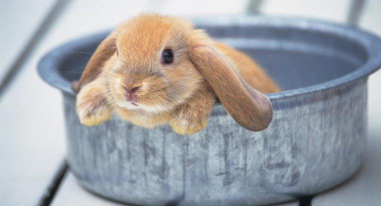 Czy możesz dać królikowi kąpiel?