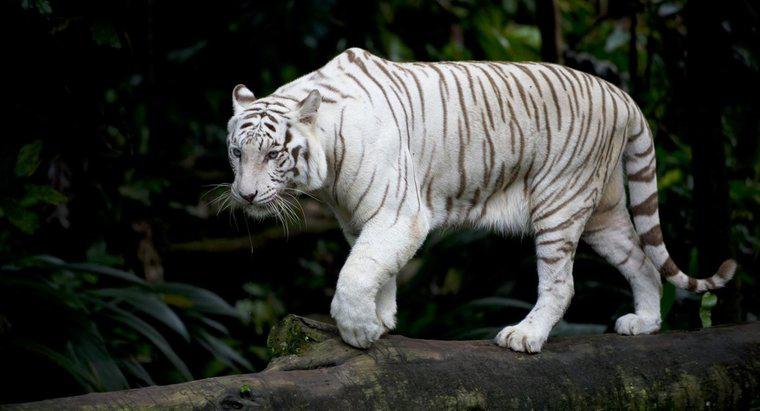 Jakie są fakty na temat białych tygrysów?