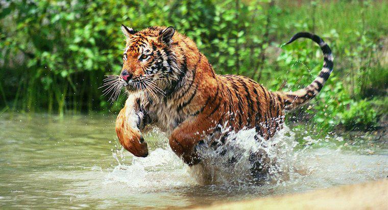 Jakie są podstawowe fakty dotyczące tygrysów?