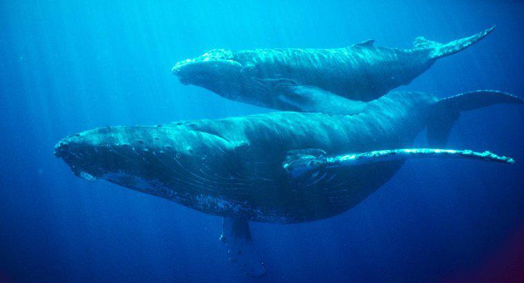 Jak długo wieloryb może wstrzymywać oddech?