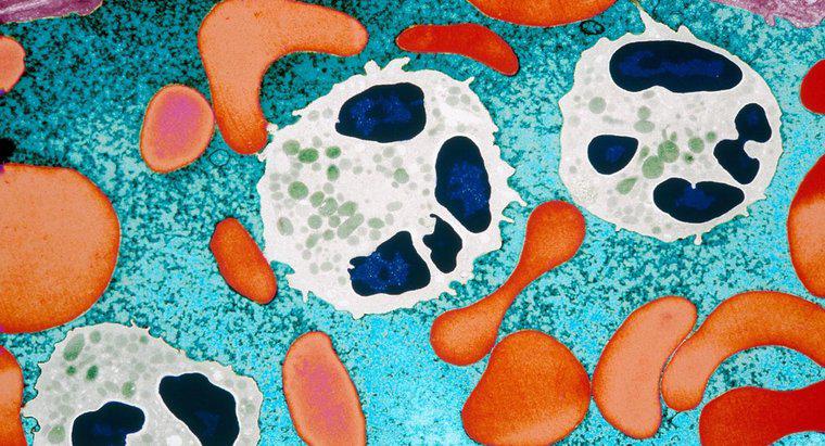 Co powoduje wysoką liczbę granulocytów?