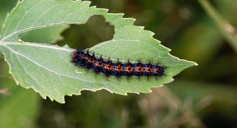 Jak długo Caterpillar zatrzymuje się w kokonie?