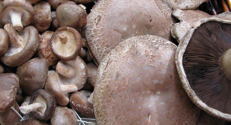 Czy można jeść surowe grzyby Portobello?