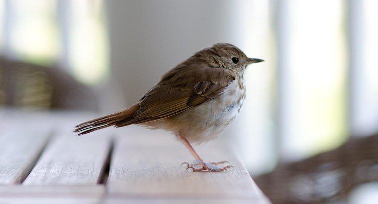 Co to znaczy, gdy ptak leci do twojego domu?