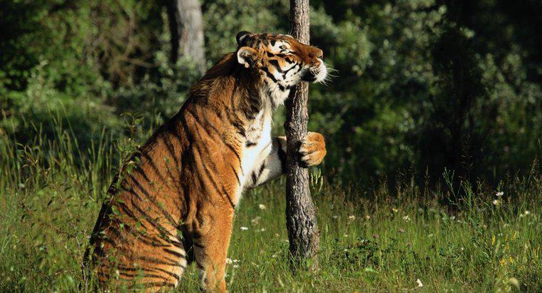 Czy Tygrysy wspinają się na drzewa?