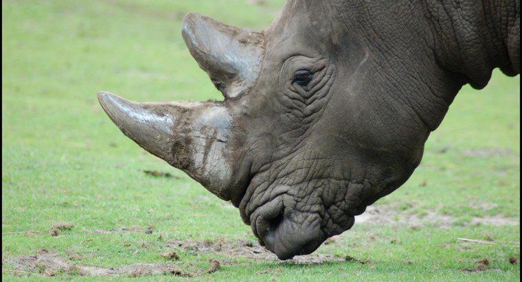 Co robią Rhinoceroses Eat?