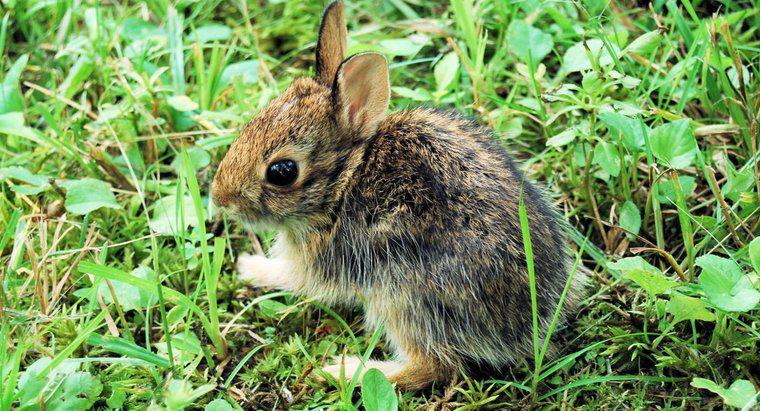 Czy możesz zachować dziki królik jako zwierzę domowe?