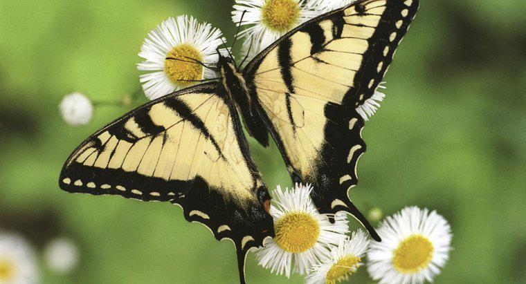 Jaka jest długość życia motyla?