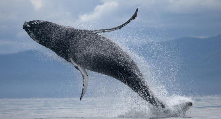 Jak duży jest żołądek wieloryba?