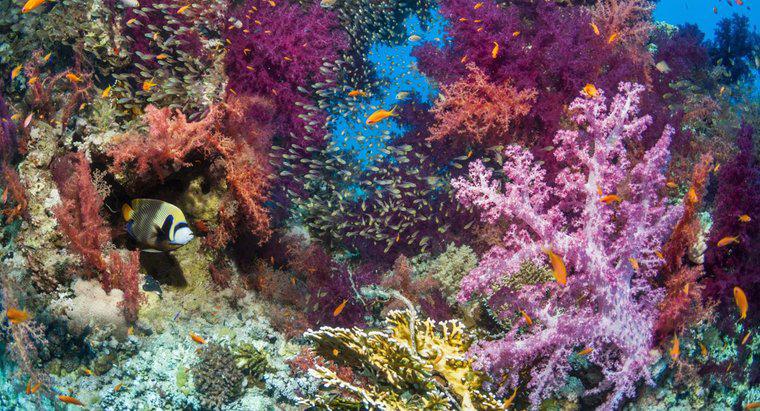 Jakie są biotyczne czynniki rafy koralowej?