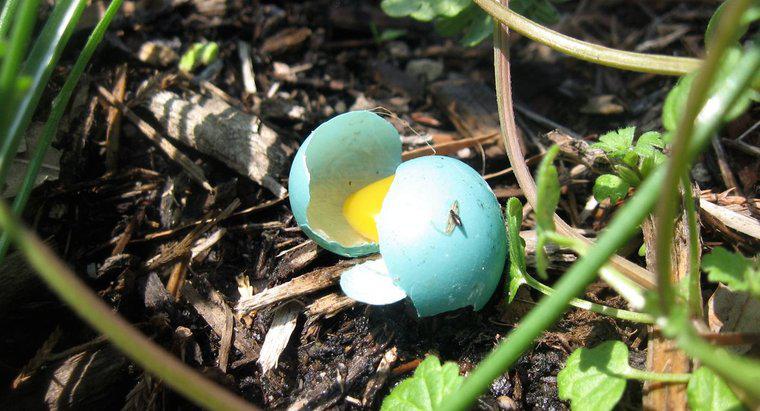 Jakiego koloru są jajka Blue Jay?