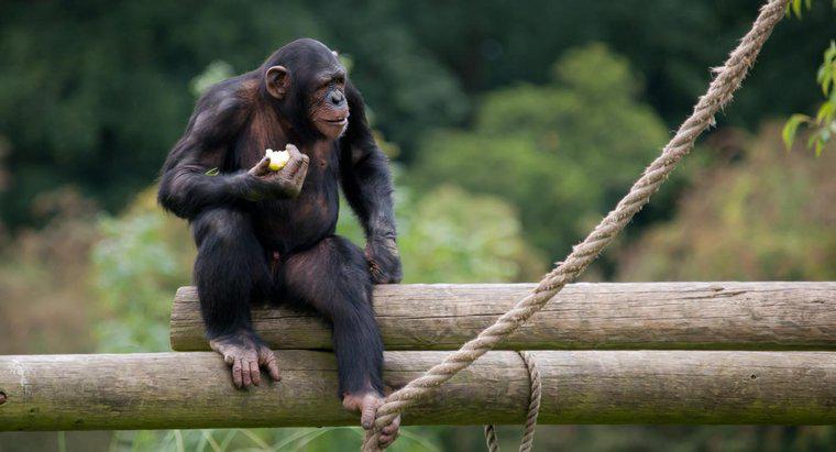 Co małpy jedzą w dżungli?
