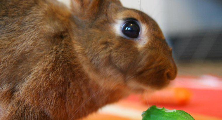 Czy króliki mogą jeść ogórek?