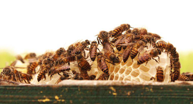 Jak nazywa się grupę pszczół?