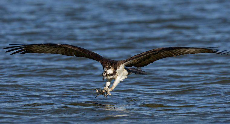 Czy istnieje coś takiego jak Seahawk?