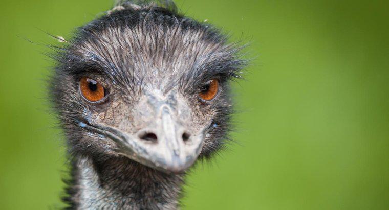 Jak Emus ucieka przed swoimi drapieżnikami?