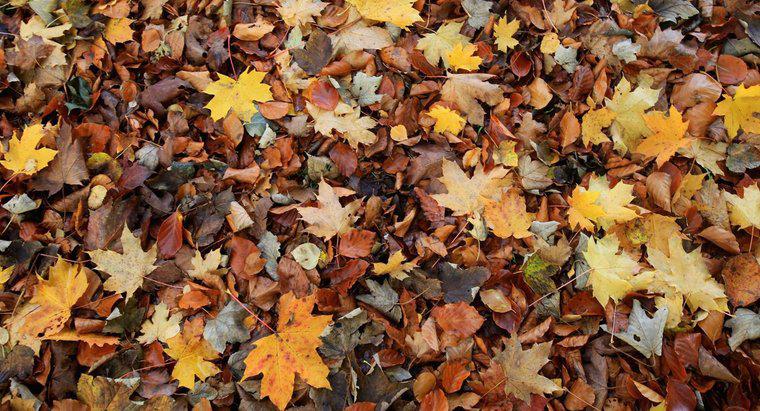 Dlaczego liście spadają z drzew jesienią?