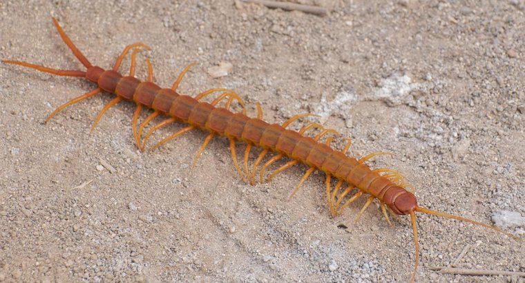 Czy Centipedes są trujący?