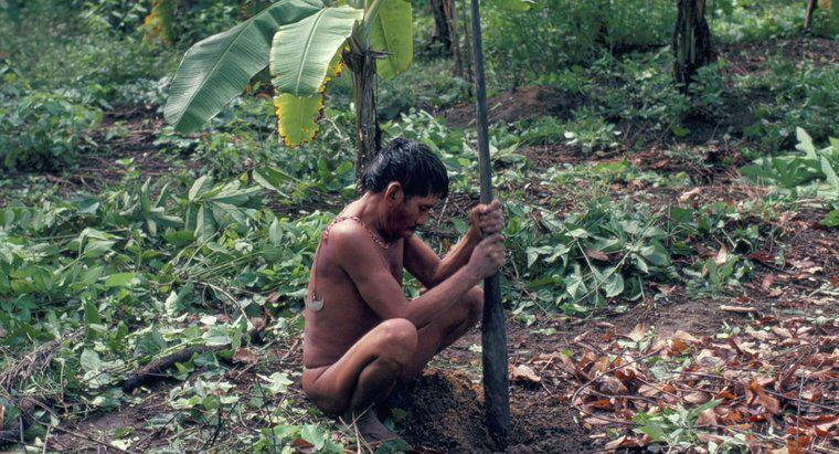 Co robią ludzie Yanomami?