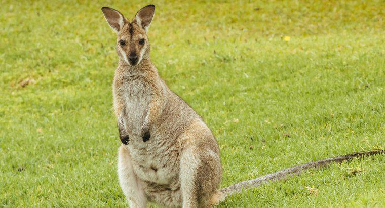 Co to jest łańcuch pokarmowy kangura?