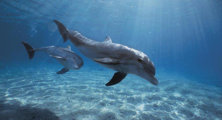 Jakie są predylerzy delfinów?