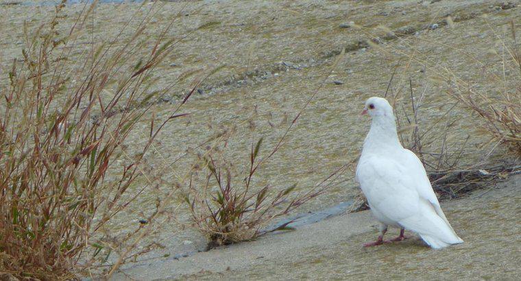 Co oznacza widok białej gołębicy?
