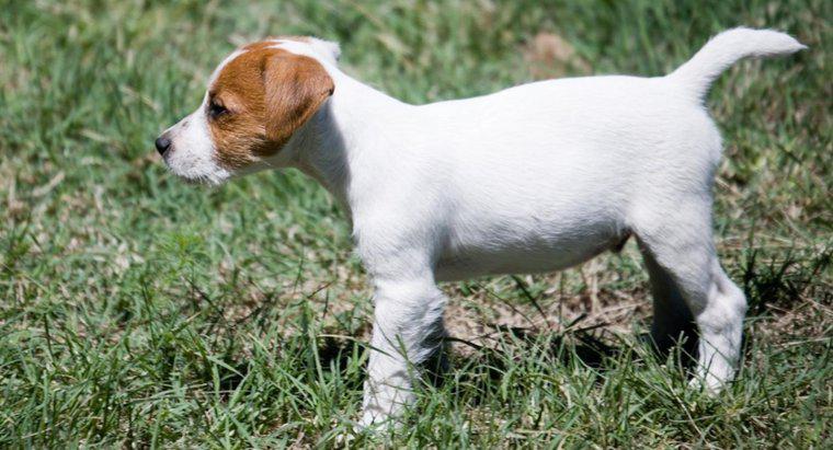 Jakie są wskazówki dotyczące ratowania szczeniaków rasy Jack Russell Terrier?